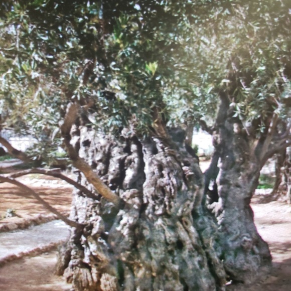 Meet your Posher, Teresa - Picture 1 of 1